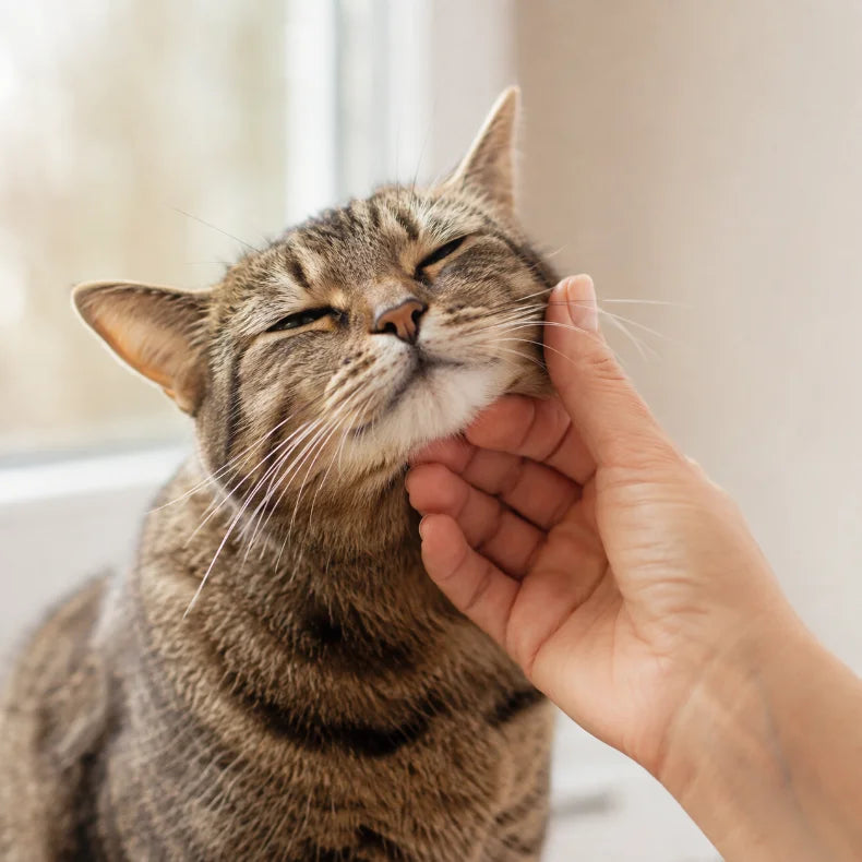 A tabby cat being scratched under the chin, eyes closed